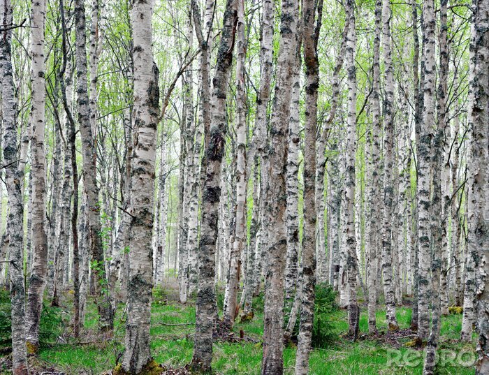 Fotobehang Zwart-witte bomen in een bos