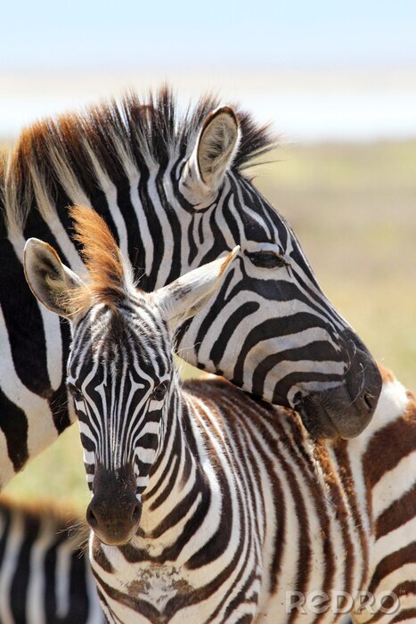 Fotobehang Zwart-witte dieren uit Safari
