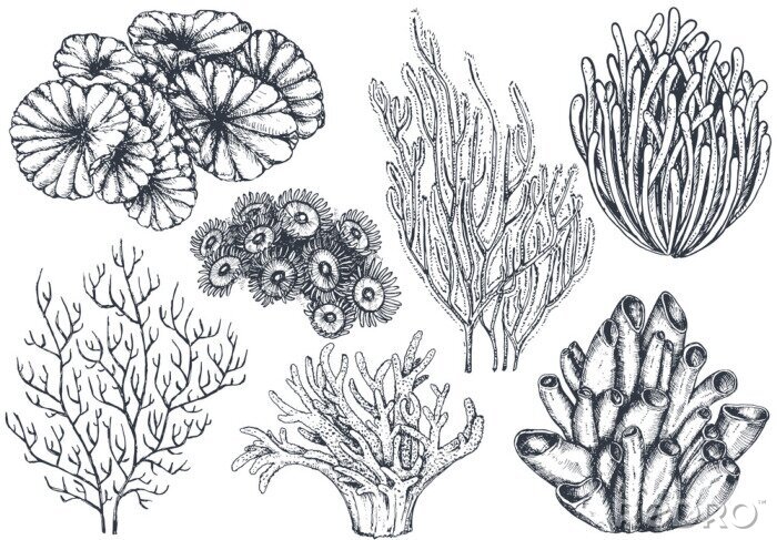 Fotobehang Zwart-witte koraalrif planten