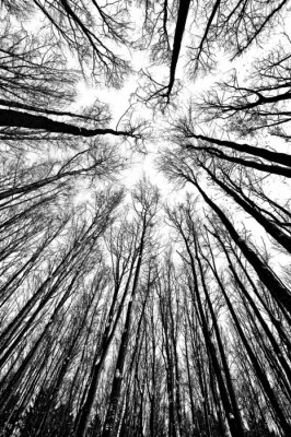 Fotobehang Zwart-witte natuur