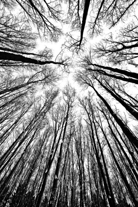 Fotobehang Zwart-witte natuur