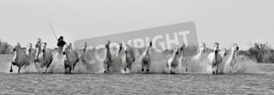 Fotobehang Zwart-witte paarden