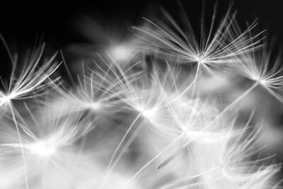 Fotobehang Zwart-witte paardenbloemzaden