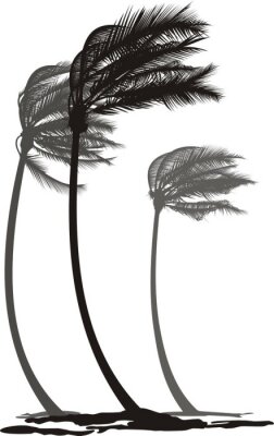 Zwart-witte palmbomen tijdens een storm
