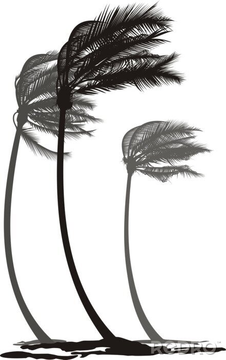 Fotobehang Zwart-witte palmbomen tijdens een storm