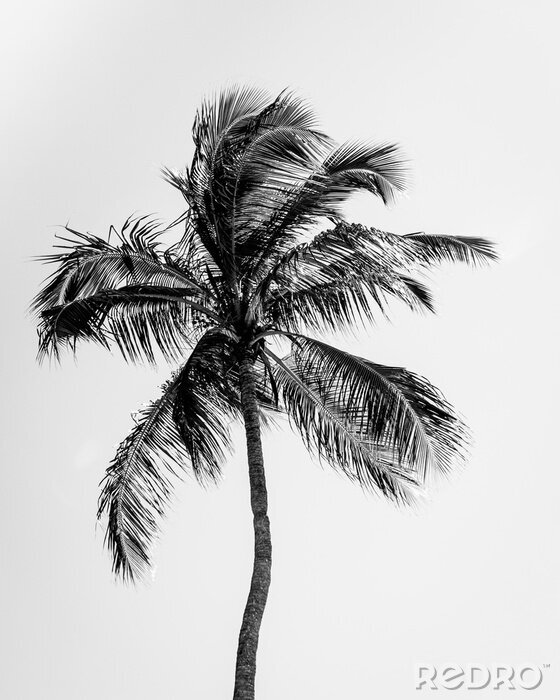 Fotobehang Zwart-witte palmboom