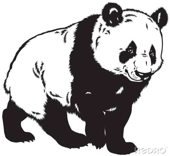 Fotobehang Zwart-witte panda