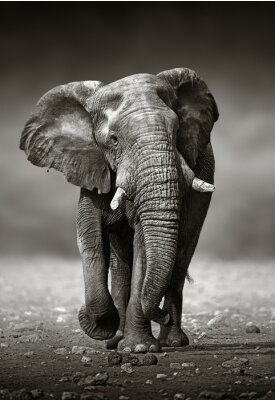 Fotobehang Zwart-witte rennende olifant