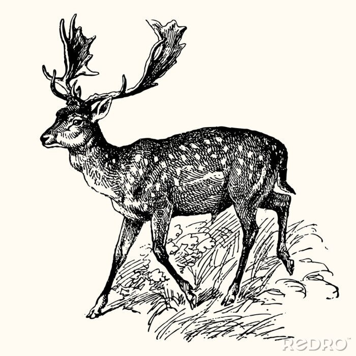 Fotobehang Zwart-witte Scandinavische dieren