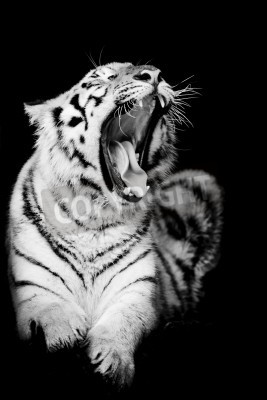 Fotobehang Zwart-witte tijger