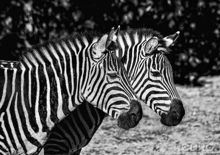 Fotobehang Zwart-witte zebra's in de dierentuin