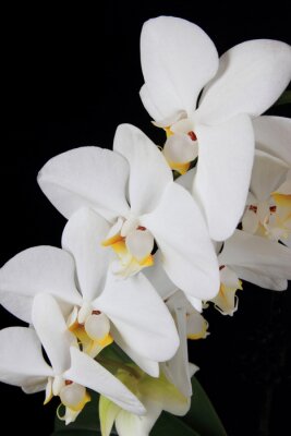 Fotobehang Zwarte achtergrond en witte bloemen
