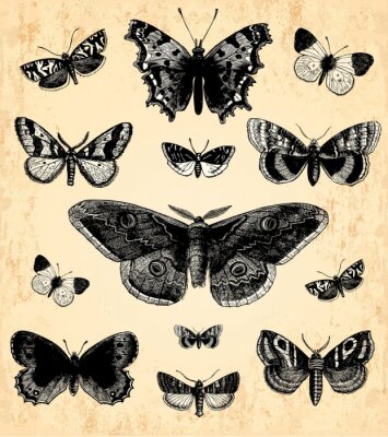 Fotobehang Zwarte afbeeldingen van vlinders en motten