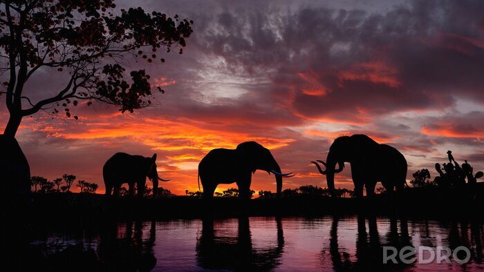 Fotobehang Zwarte beelden van olifanten
