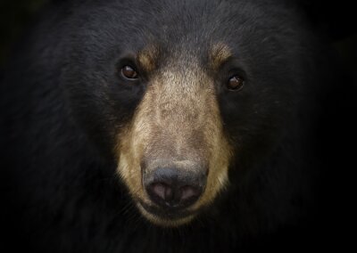 Zwarte beer (americanus Ursus) portret in de weide in de herfst in Canada