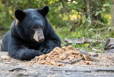 Fotobehang Zwarte beer in het bos