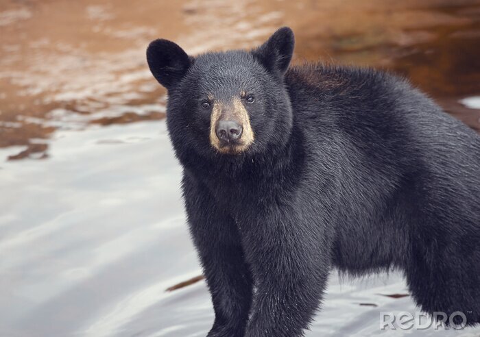 Fotobehang Zwarte beer op de achtergrond van water