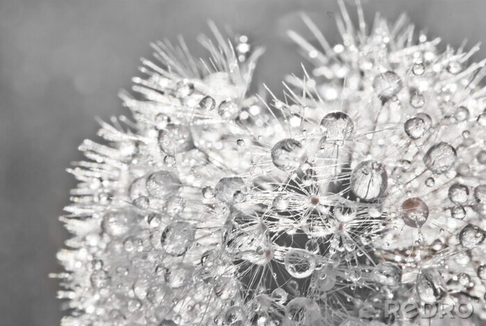 Fotobehang Zwarte en witte zaden met dauw