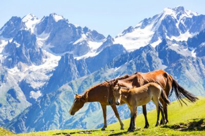 Fotobehang Zwarte paarden in de bergen