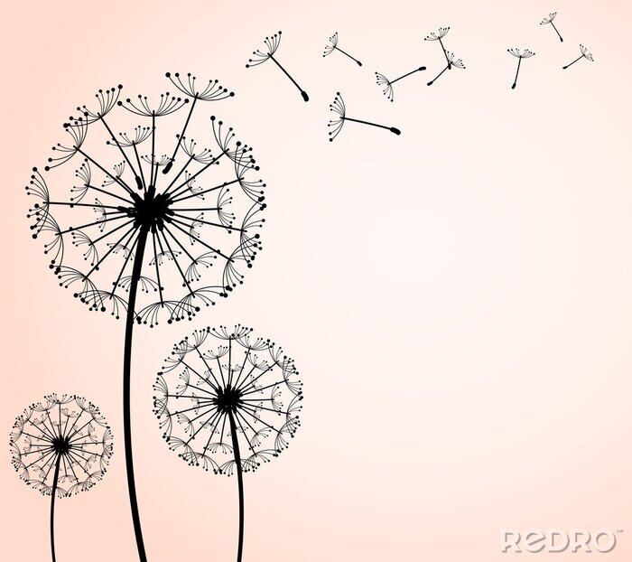 Fotobehang Zwarte paardenbloemen