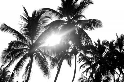 Zwarte palmbomen op een witte achtergrond