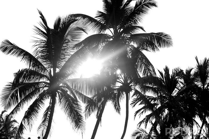 Fotobehang Zwarte palmbomen op een witte achtergrond