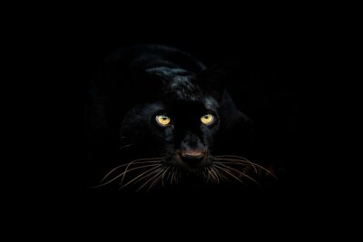 Fotobehang Zwarte panter in het donker