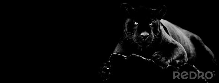 Fotobehang Zwarte panter op een donkere achtergrond