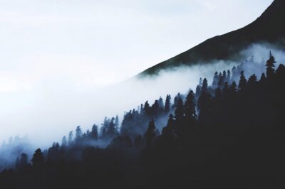 Fotobehang Zwarte silhouetten van bomen in de mist