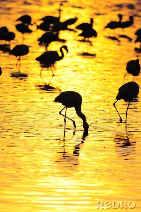 Fotobehang Zwarte silhouetten van flamingo's