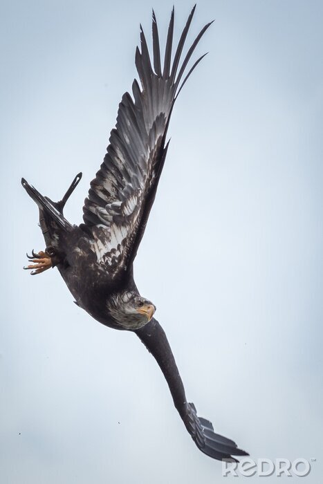 Fotobehang Zwarte vogel met uitgestrekte vleugels