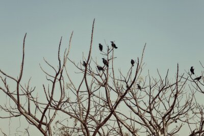 Fotobehang Zwarte vogels op de takken