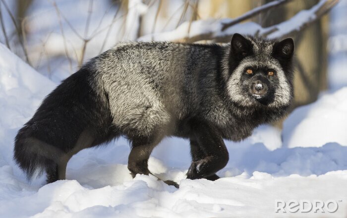 Fotobehang Zwarte vos in de winter