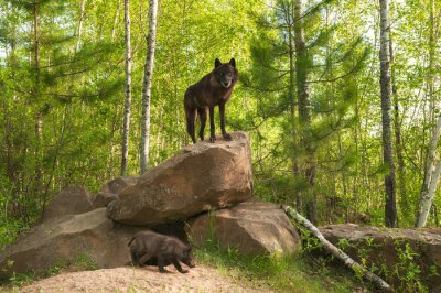 Fotobehang Zwarte wolf staat op een rots