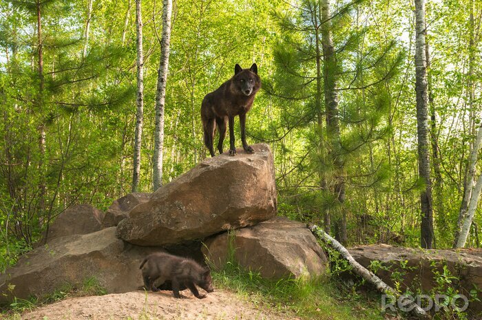 Fotobehang Zwarte wolf staat op een rots