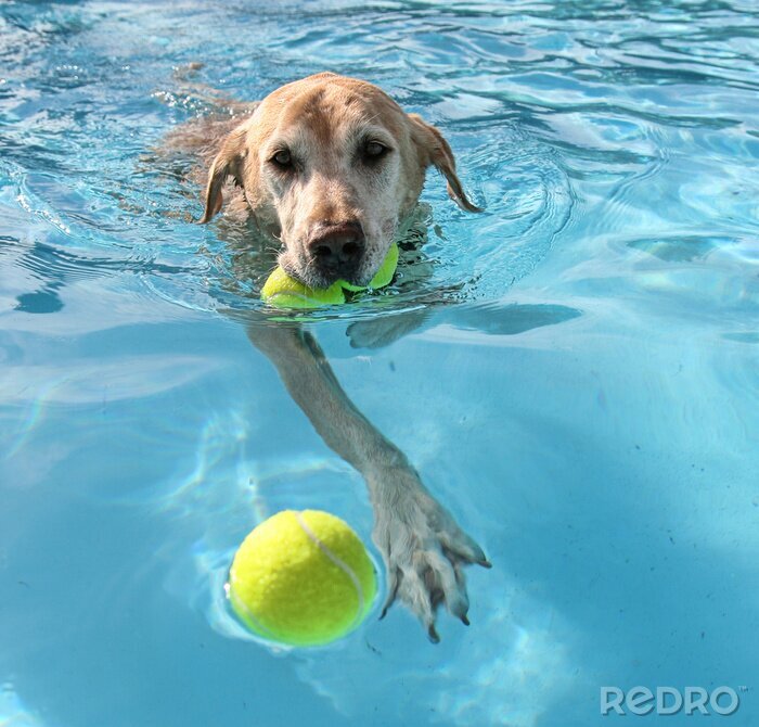 Fotobehang Zwemmende hond met een gele bal