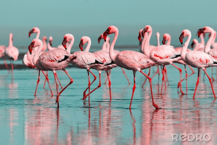 Fotobehang Zwerm Afrikaanse flamingo's