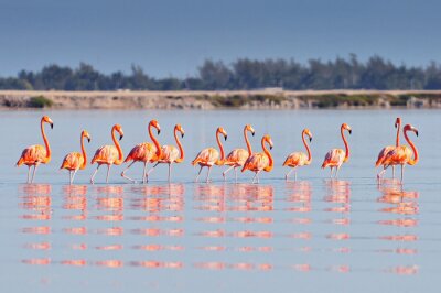 Fotobehang Zwerm flamingo's in het water