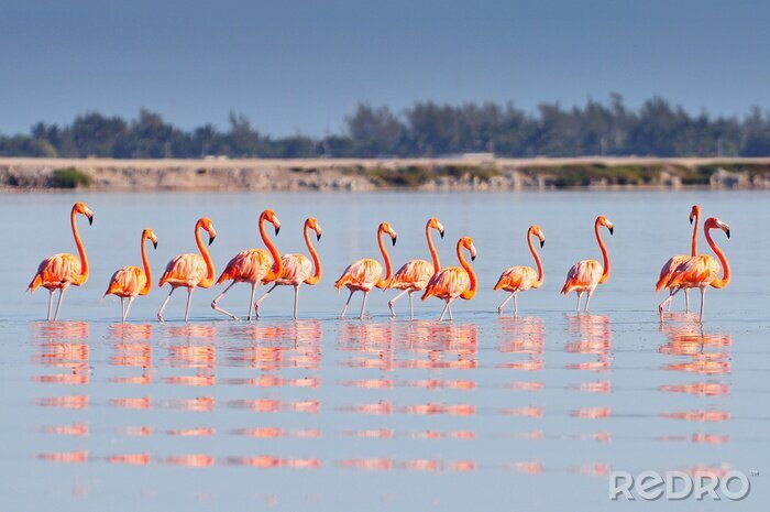 Fotobehang Zwerm flamingo's in het water