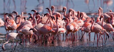Fotobehang Zwerm flamingo's in Kenia