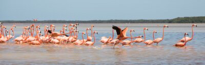 Fotobehang Zwerm flamingo's in Mexico