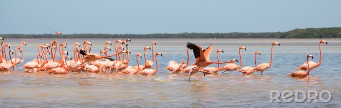 Fotobehang Zwerm flamingo's in Mexico