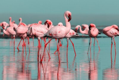 Fotobehang Zwerm flamingo's op het strand