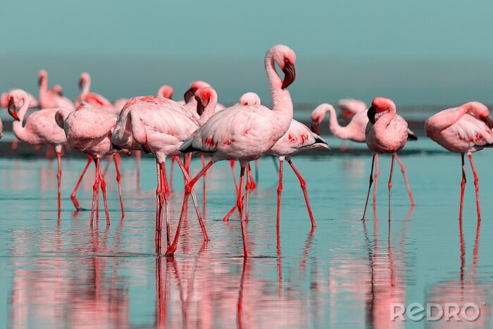 Fotobehang Zwerm flamingo's op het strand