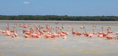 Zwerm roze flamingo's