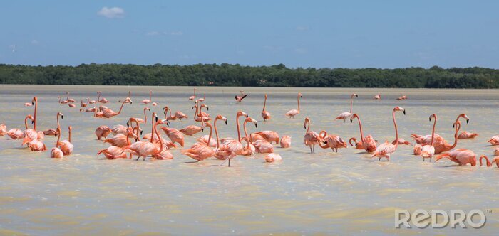 Fotobehang Zwerm roze flamingo's