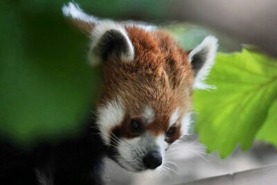 Panda Kleine panda van dichtbij gezien
