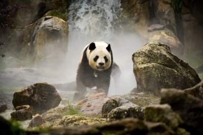 Panda Panda op de achtergrond van een waterval
