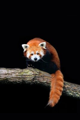Panda Rode panda op de tak