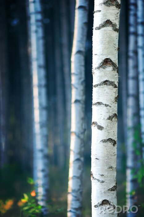 Poster 3D berkenboom op een achtergrond van bomen
